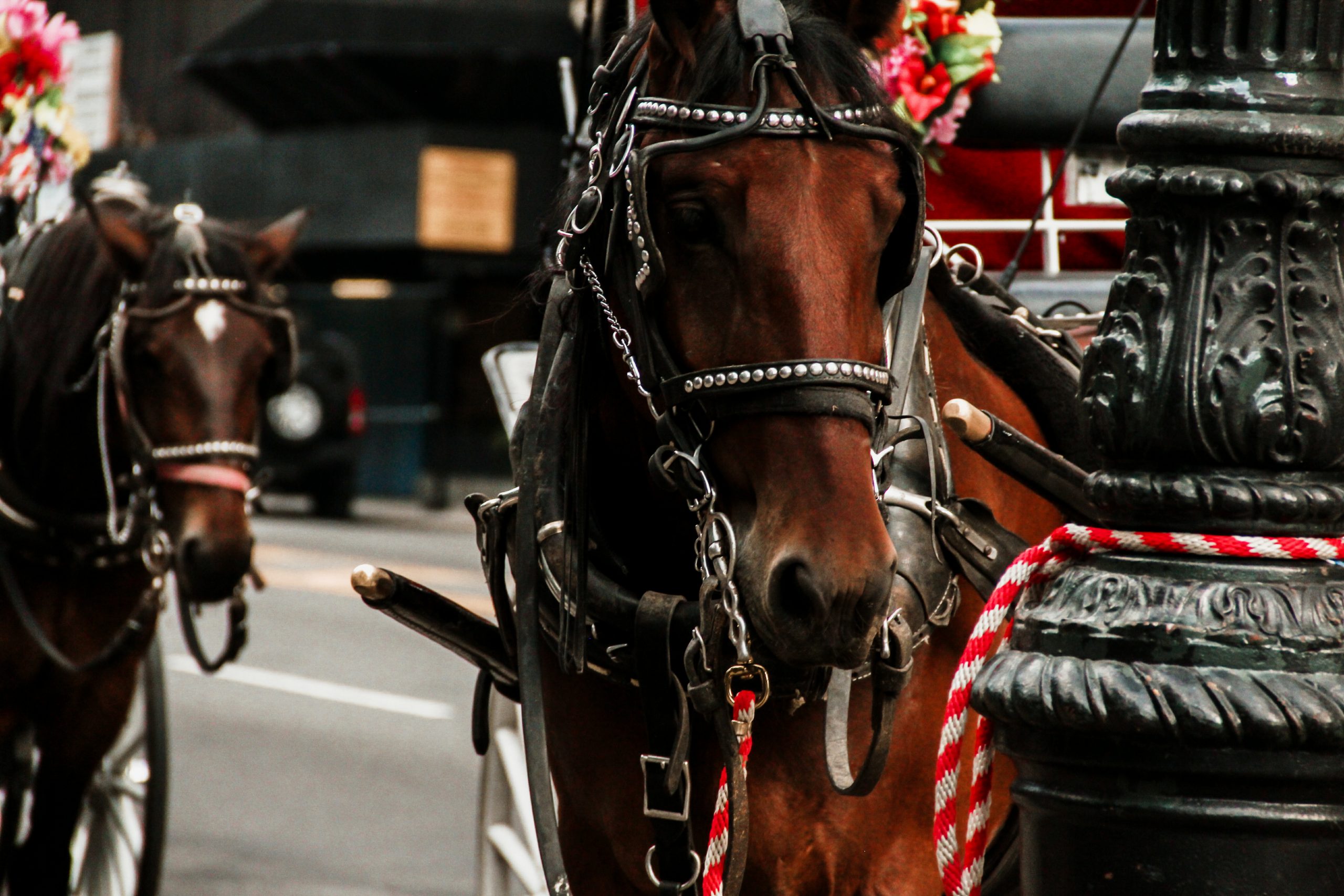 NYCarriages.com – NYC Park Carriage Rides